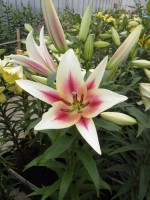 [1754 Nymph No01.JPG]